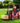 Rigo Kids Electric Ride On Car Forklift Loader Toys Cars Horn Remote 12V Red