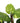 Artificial Potted Pothos Plant with Pole 100cm