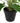 Artificial Flowering White & Pink Peace Lily / Calla Lily Plant 50cm