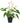 Artificial Flowering White & Pink Peace Lily / Calla Lily Plant 50cm