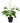 Artificial Flowering White Peace Lily / Calla Lily Plant 50cm