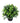 Small Potted Artificial Jasmine Plant UV Resistant 20cm