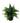 Small Potted Artificial Persa Boston Fern Plant UV Resistant 20cm