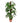 Money Plant (Aureus) - 155cm