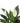 Artificial Spathiphyllum Peace Lily Plant with White Flowers 60cm