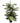 Artificial Wide Leaf Cordyline Plant 90cm