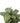 Artificial Wide Leaf Cordyline Plant 90cm