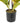 Artificial Potted Flaming Zebra (Codiaeum variegatum / crotons) 55cm