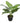 Artificial Potted Taro Plant / Elephant Ear 55cm