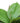 Artificial Potted Rubber Plant 55cm